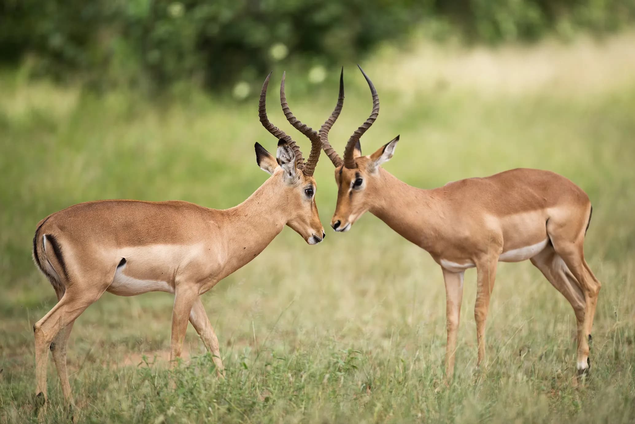 Impala