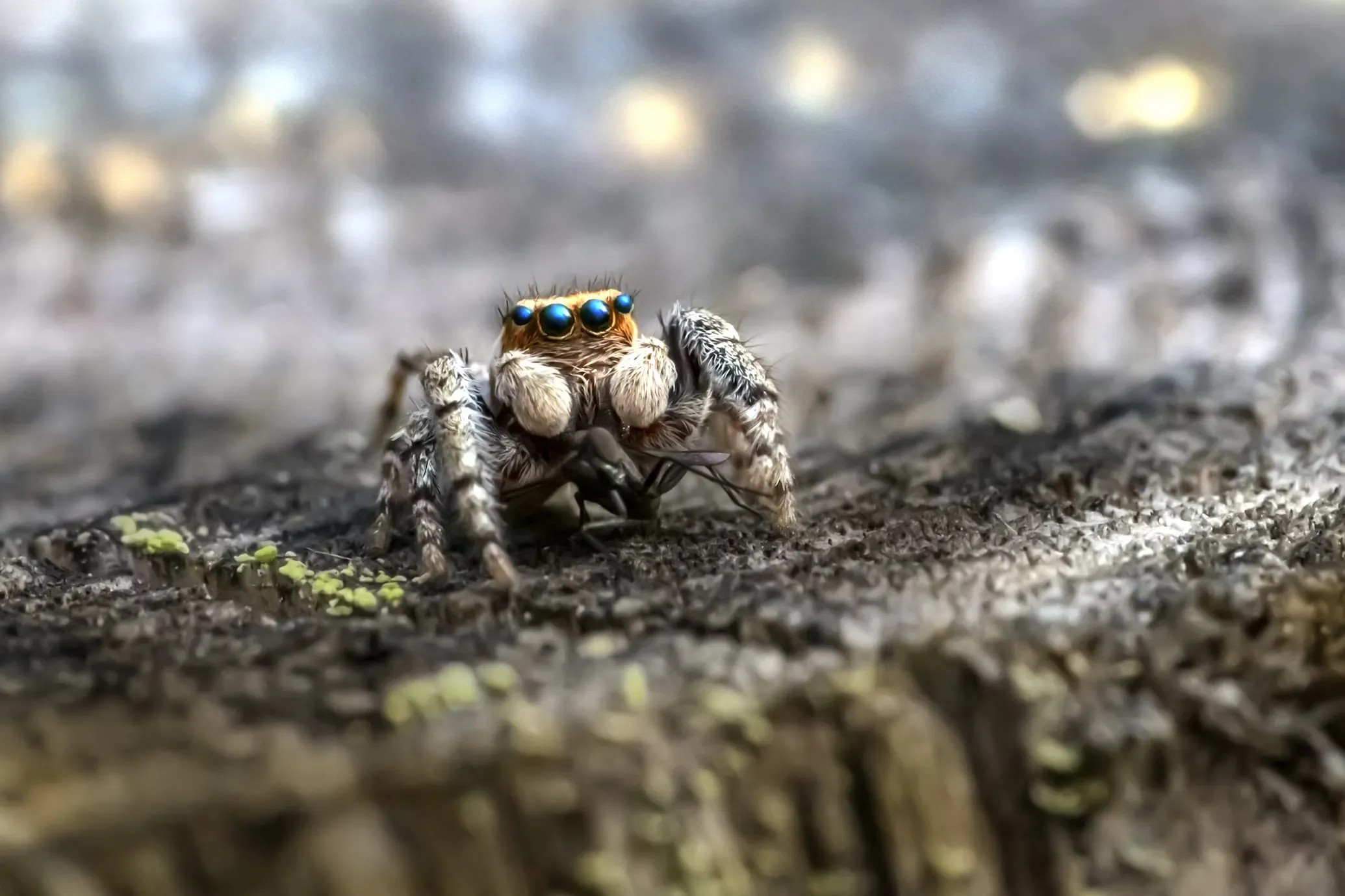 Jumping Spider