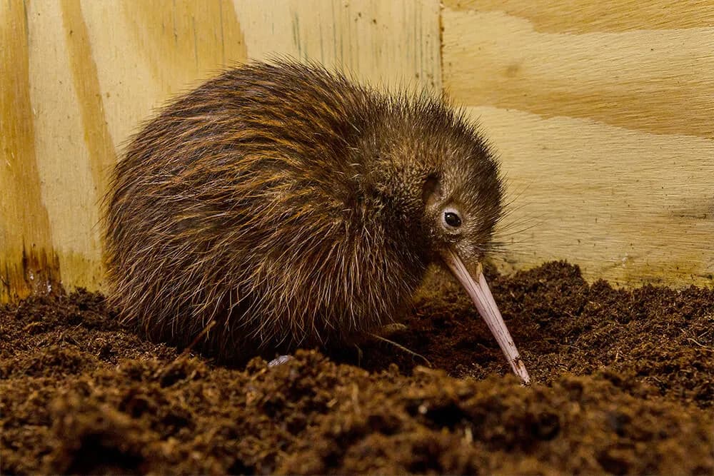 Kiwi