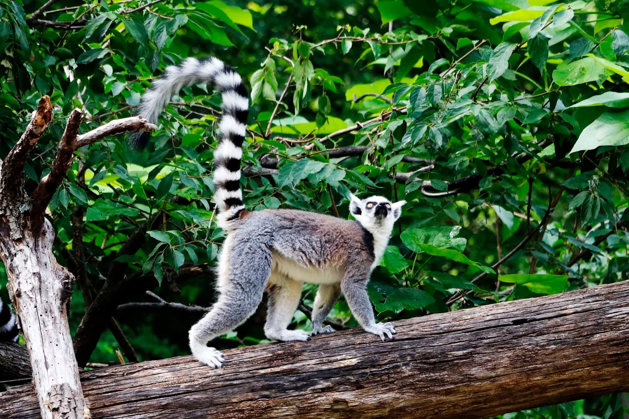 Lemur