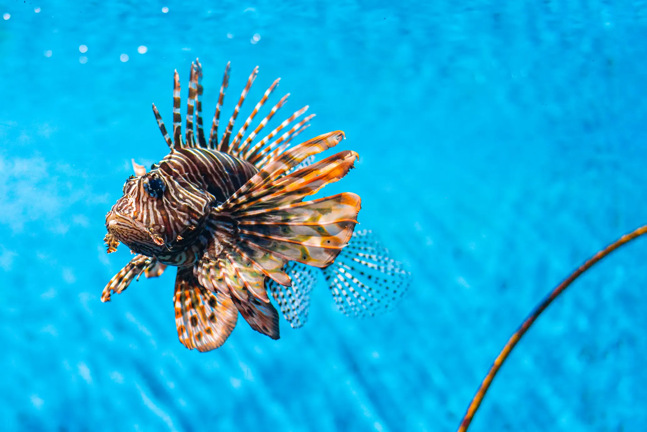Lionfish