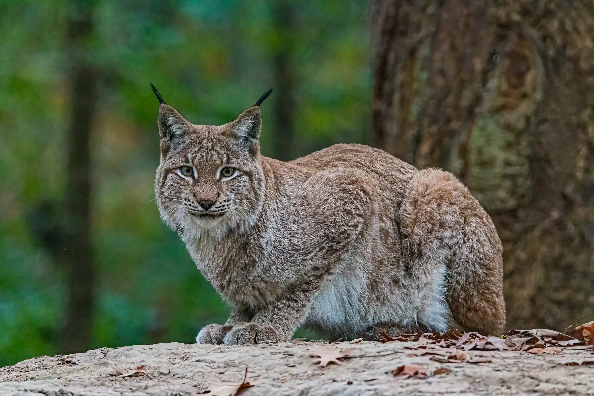 Lynx