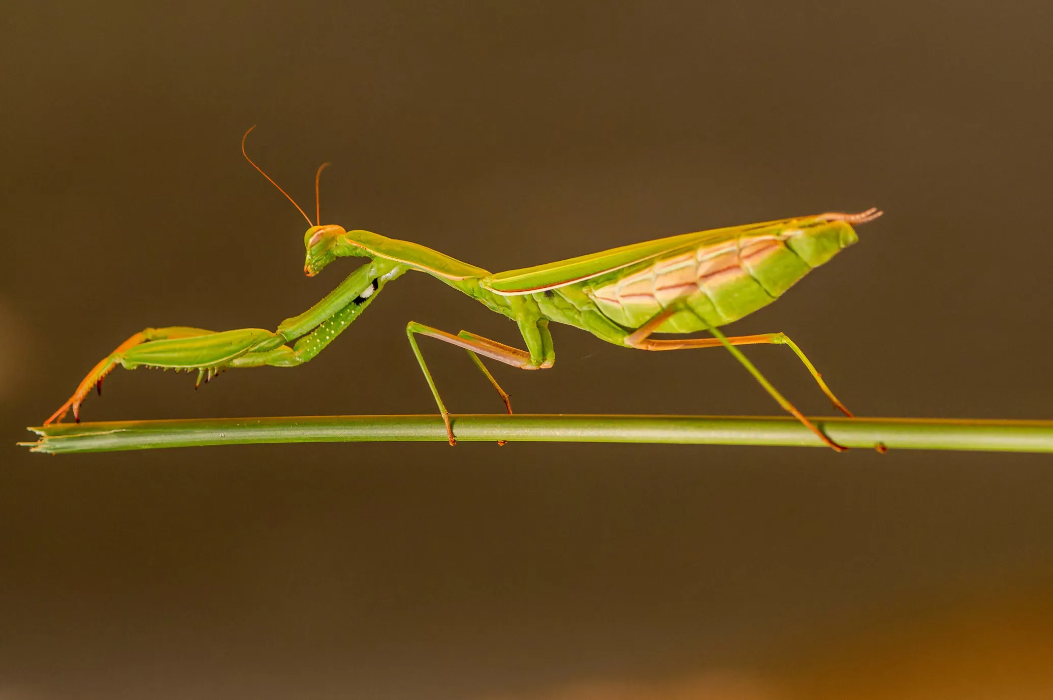 Mantis