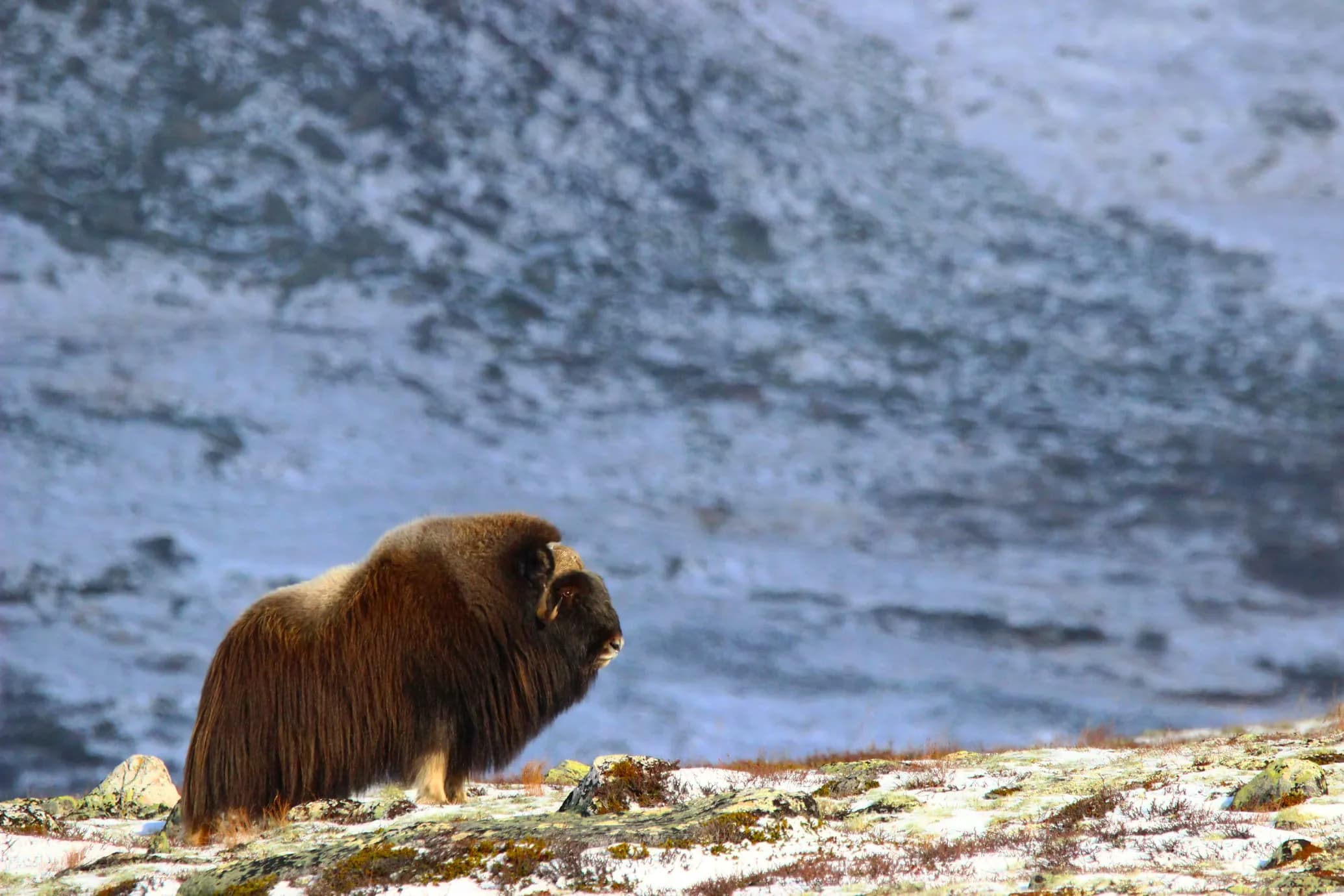 Muskox