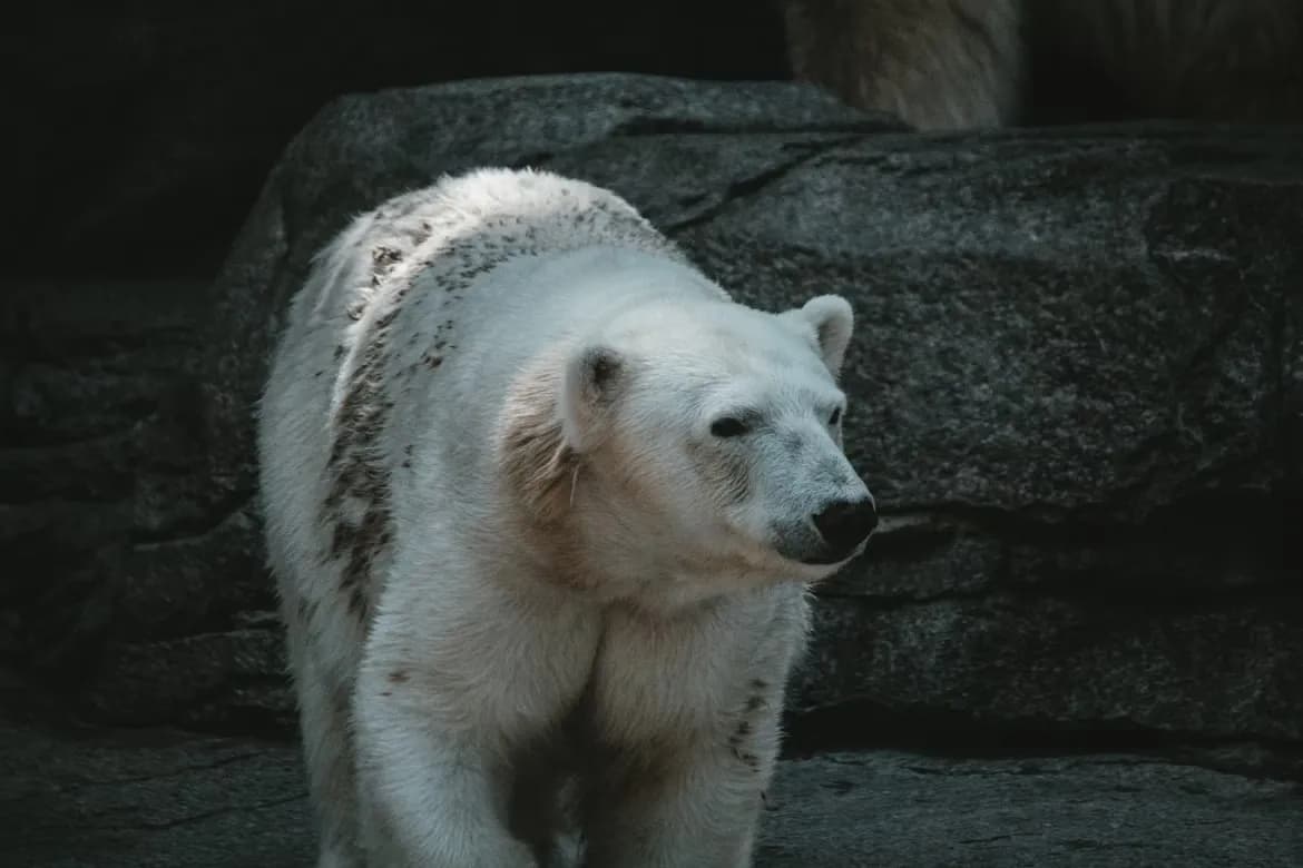 Polar Bear