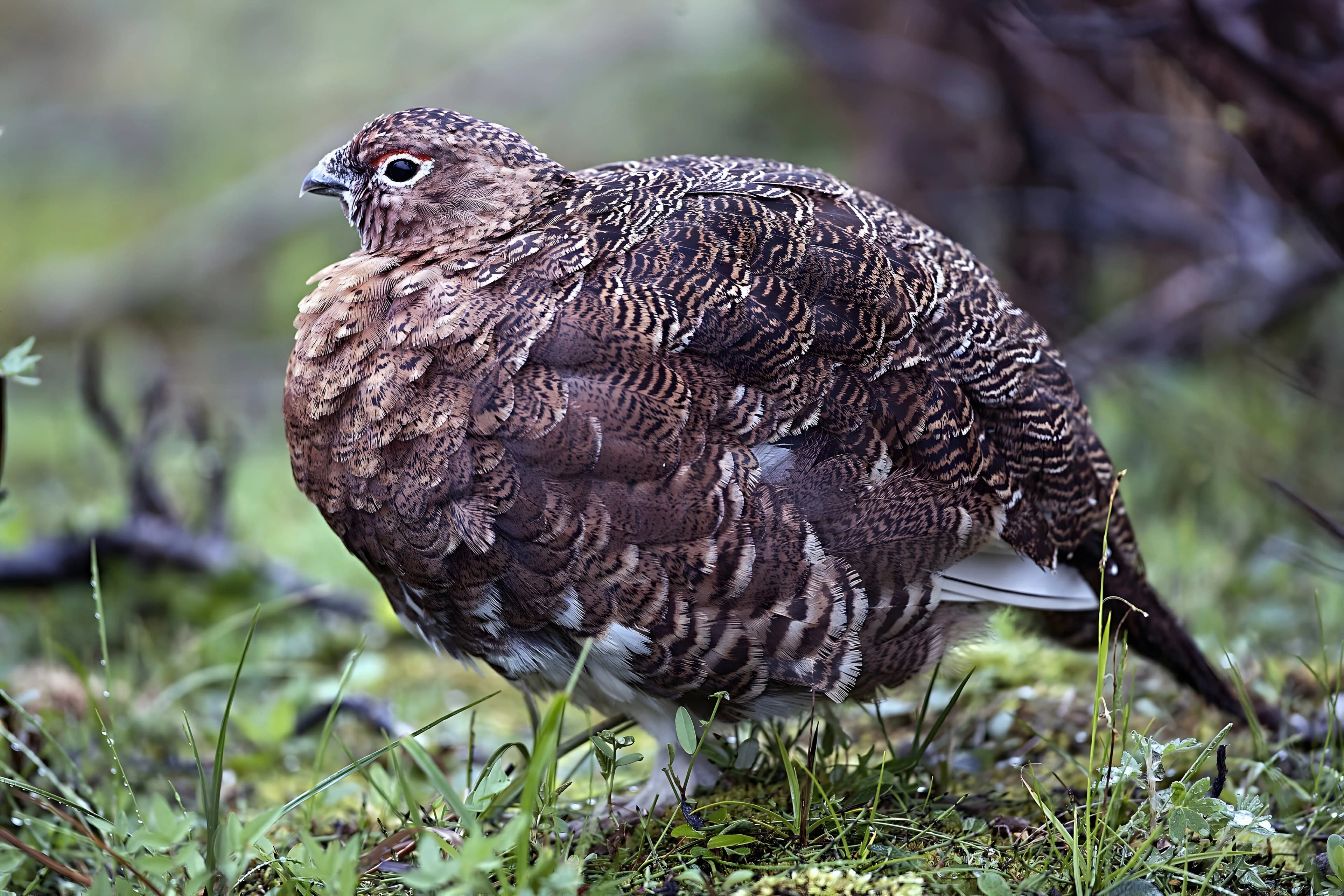 Ptarmigan