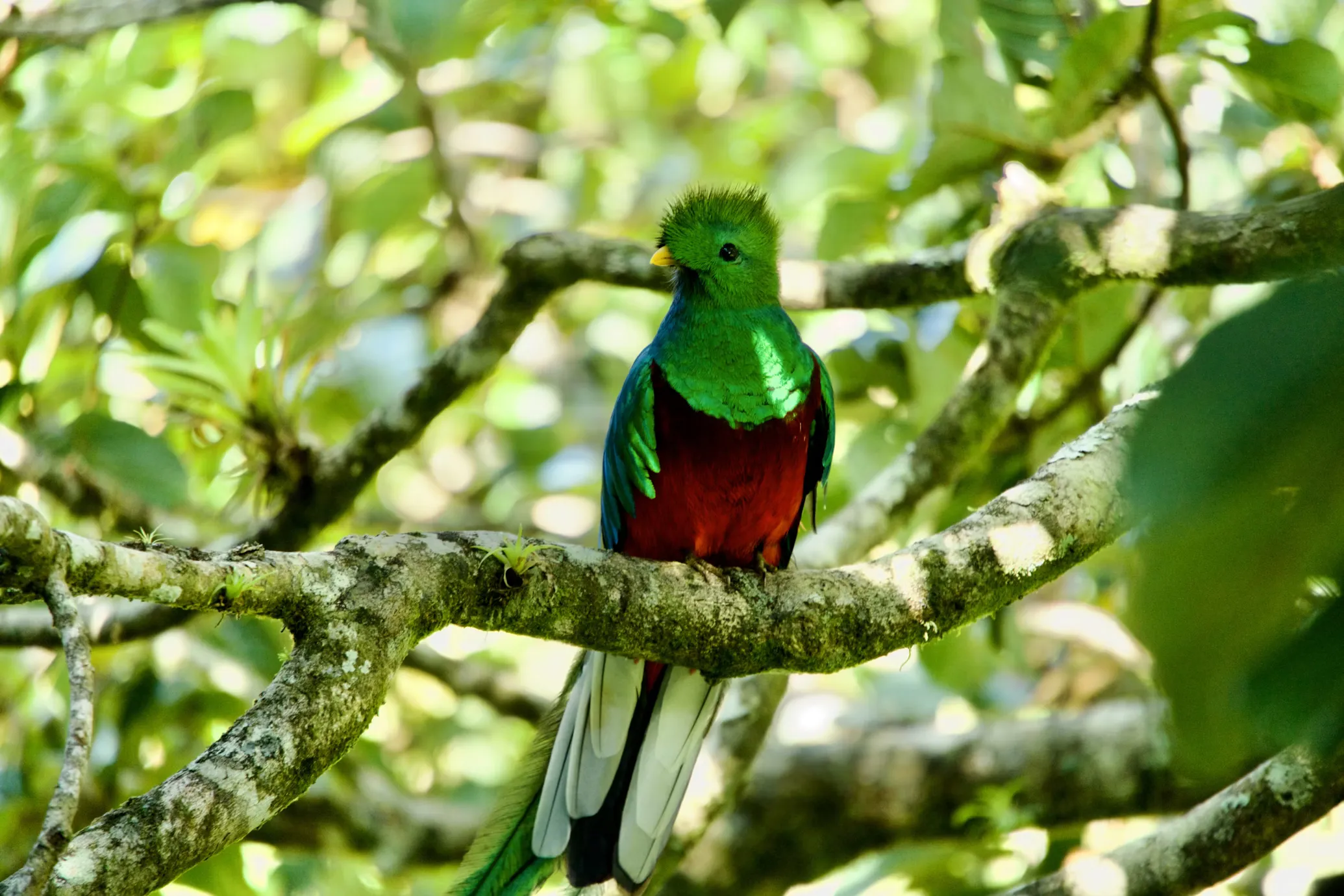 Quetzal