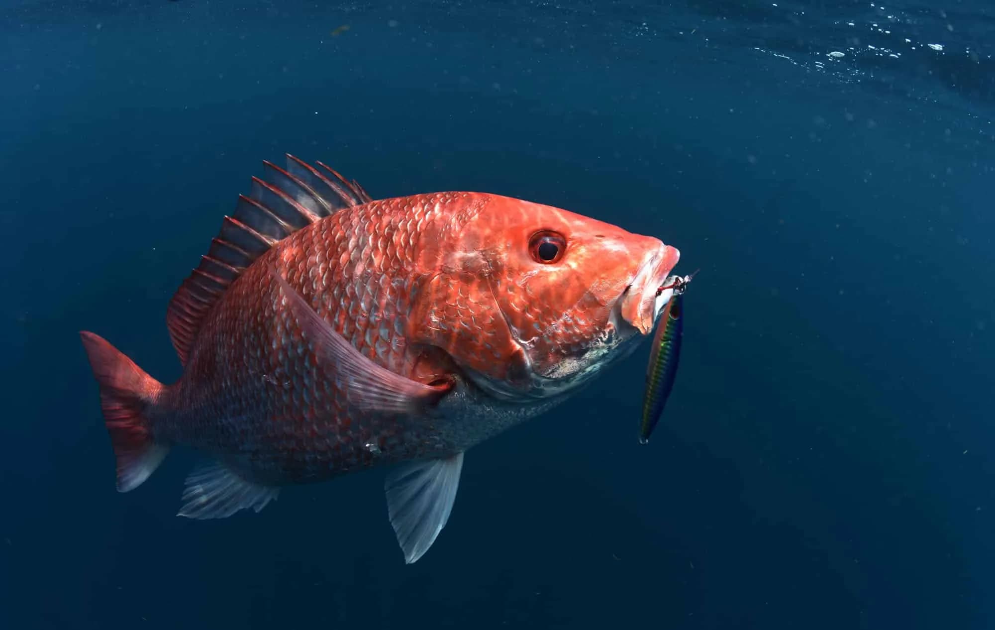 Red Snapper