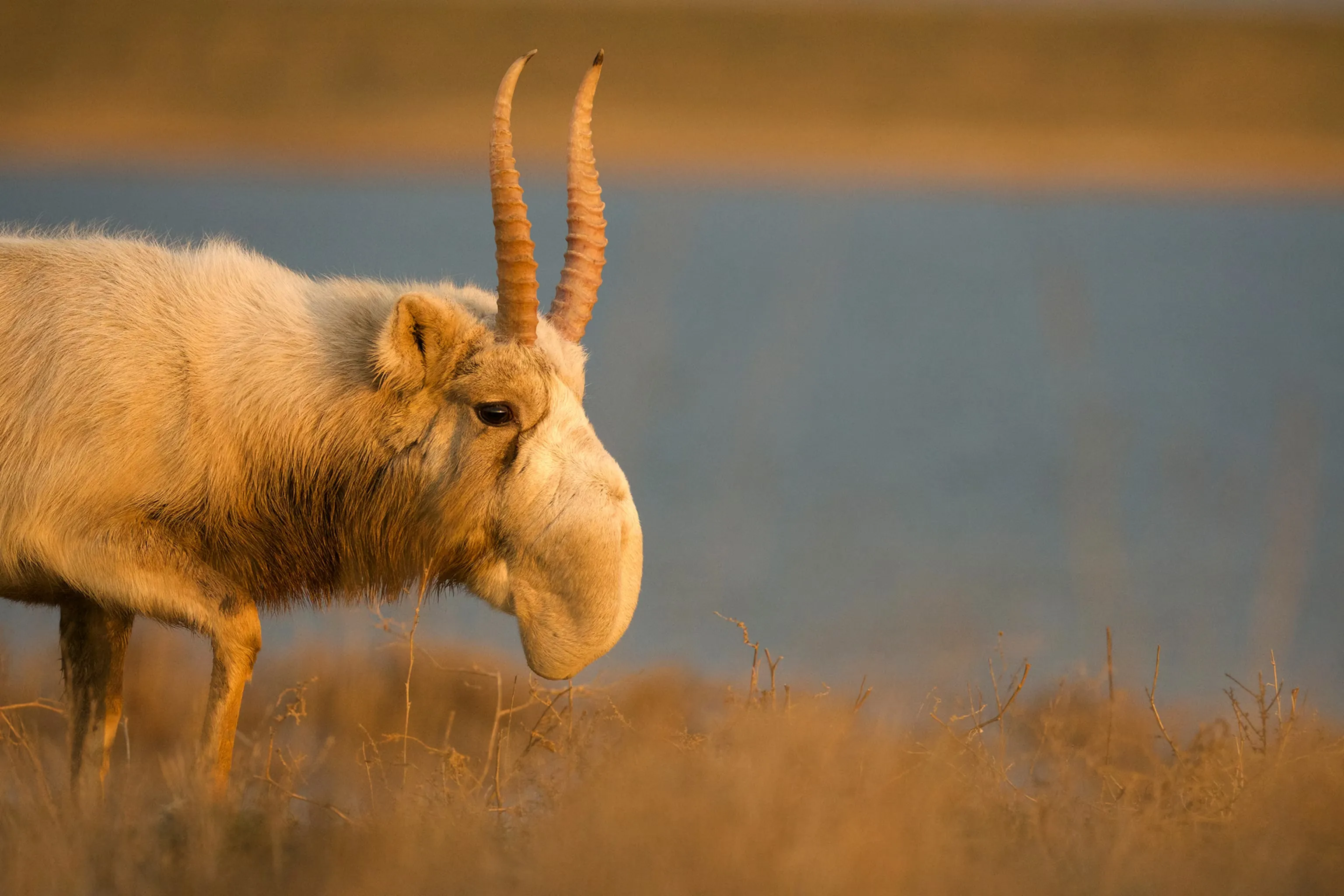 Saiga Antelope