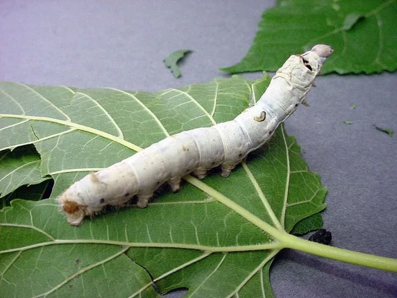 Silkworm