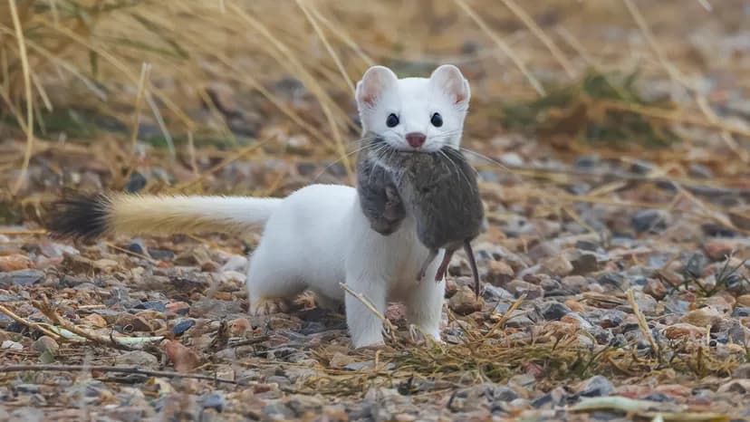 Stoat
