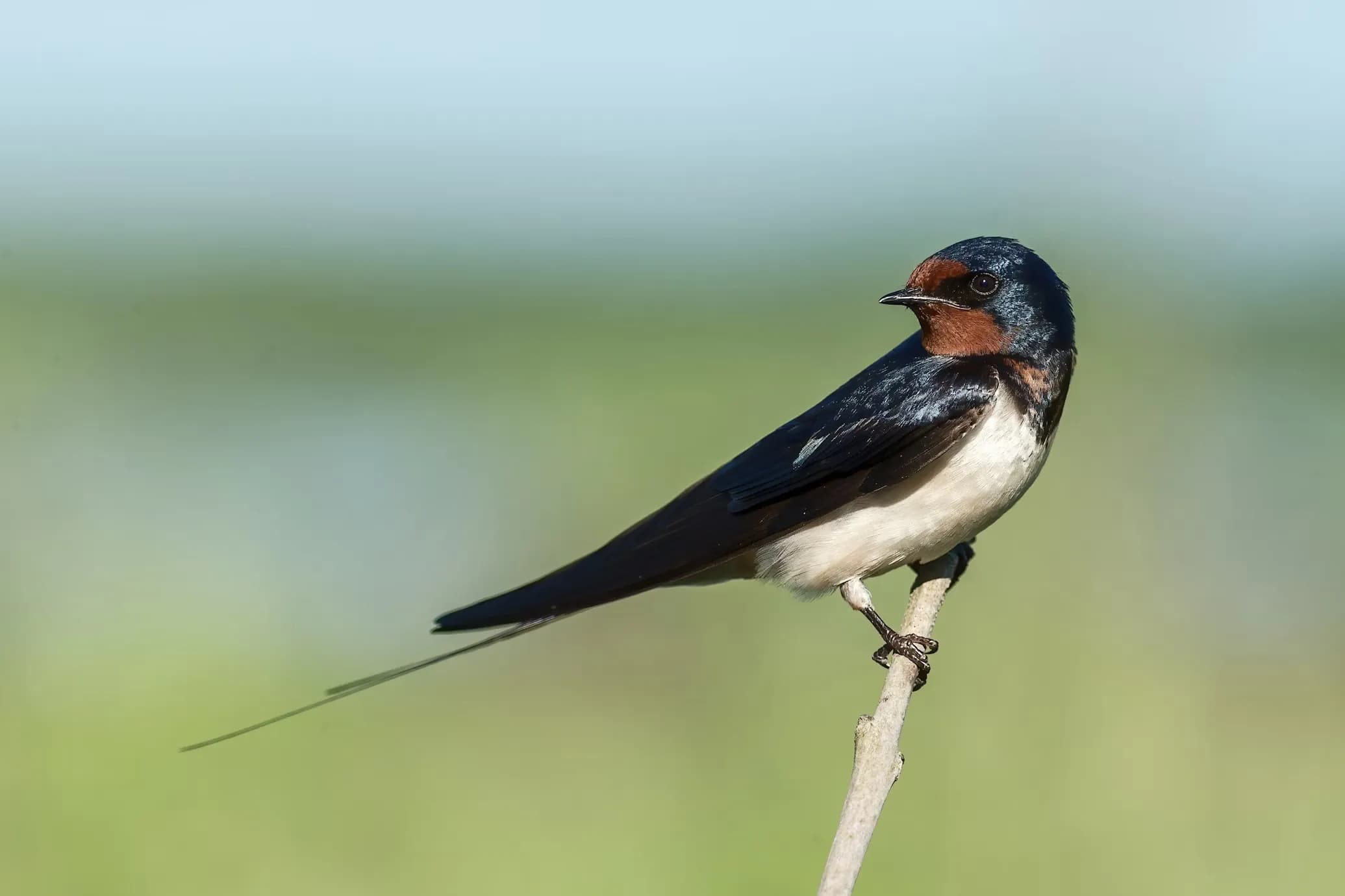 Swallow
