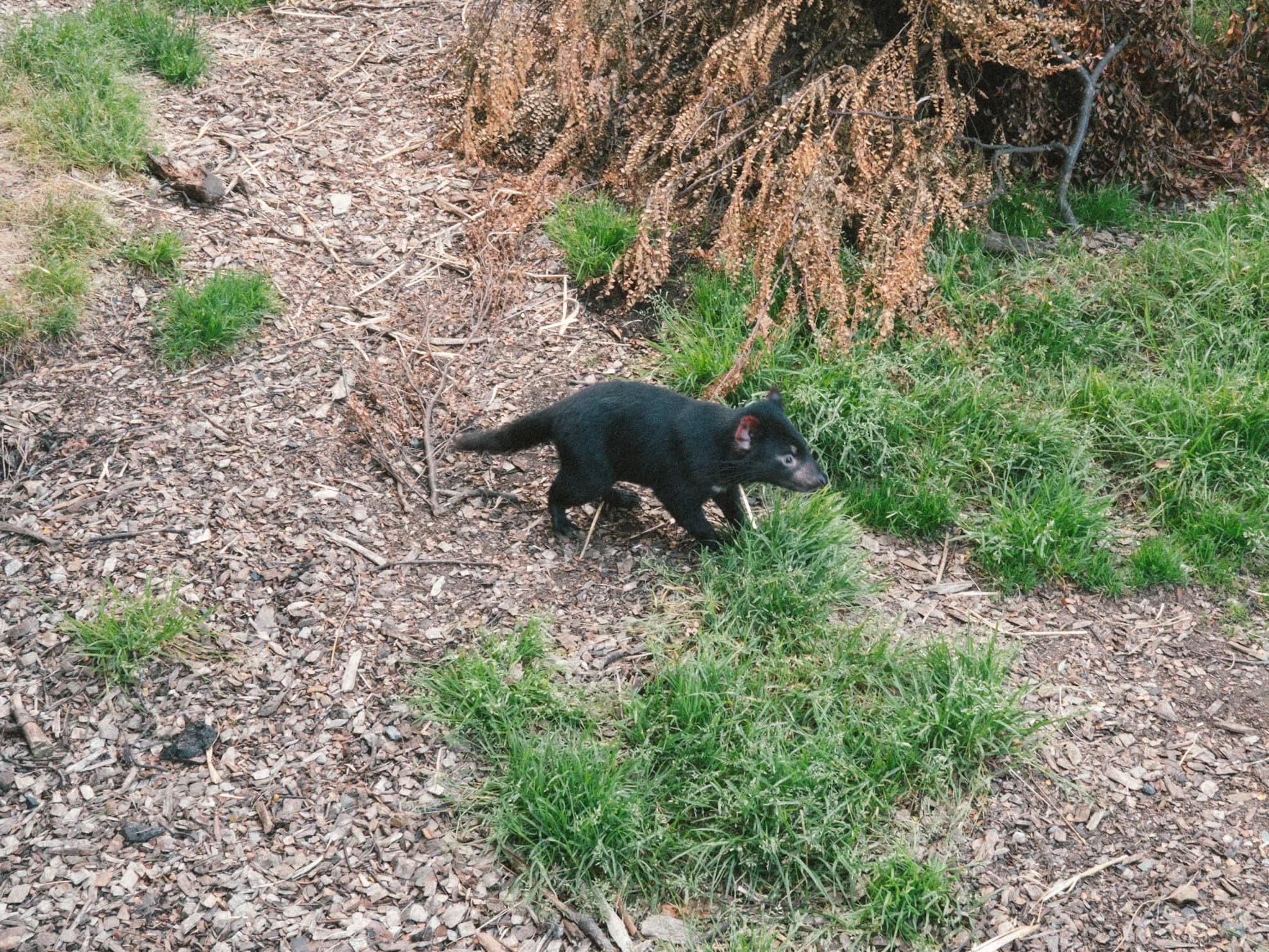 Tasmanian Devil