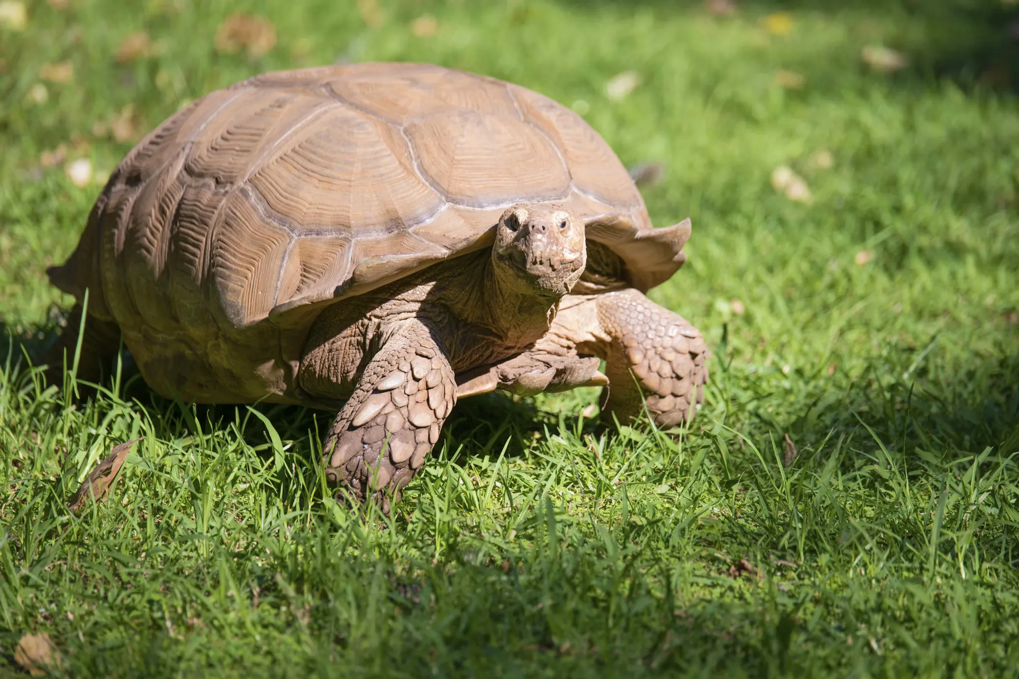 Tortoise