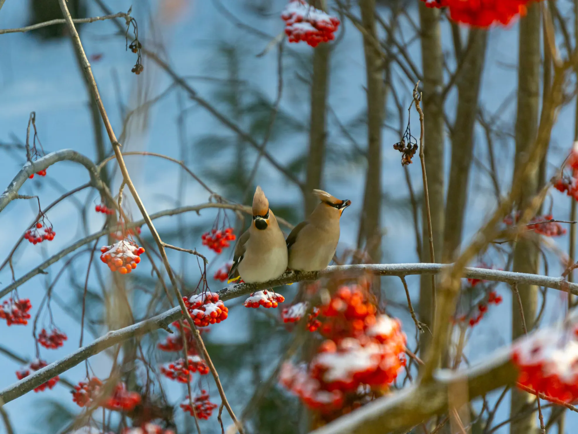 Waxwing